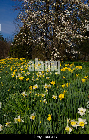 Gelbe Narzissen und Magnolia im zeitigen Frühjahr McFarland House Historic site Niagara Falls Kanada Stockfoto