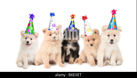 Gesang-Welpen feiern Geburtstag Stockfoto