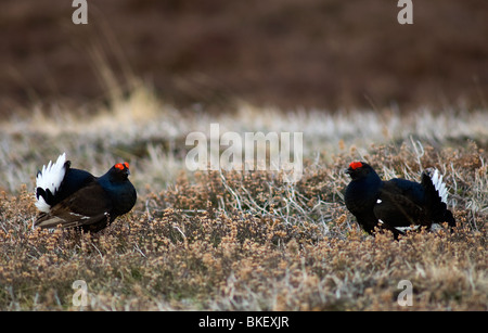 Ein paar der Birkhahn im traditionellen Lek sitzen in den schottischen Highlands.  SCO 6185 Stockfoto