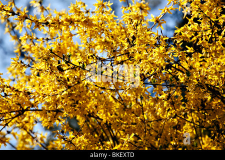 Goldregen Baum in voller Blüte Stockfoto