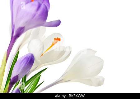 Weiß und lila Krokus Frühlingsblumen isoliert auf weißem Hintergrund Stockfoto