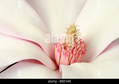 Zentrum einer Blume Magnolia, Magnolia Soulangiana Stockfoto