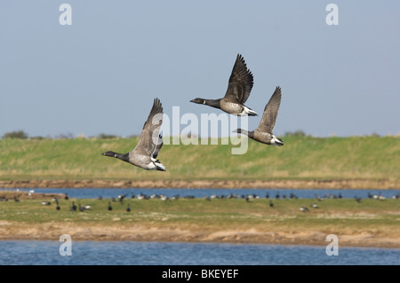 Dunkel-bellied Brent Gänse Branta Bernicla Bernicla Freiston Shore Lincolnshire UK Stockfoto