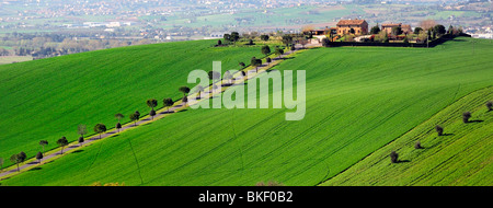 Hügel in Le Marche Stockfoto