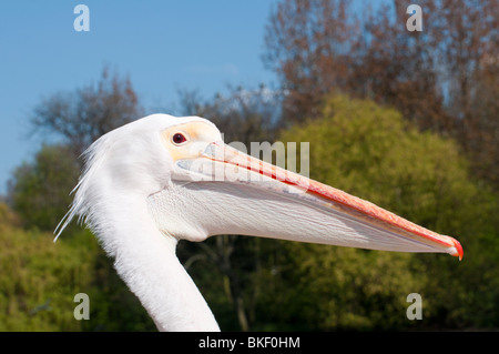 Pelikan-Profil Stockfoto