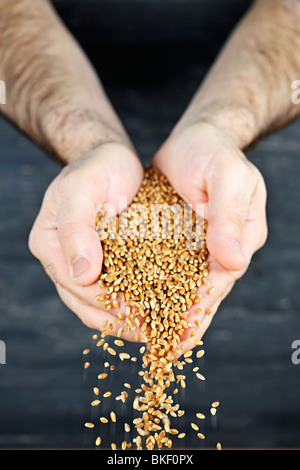 Männlich, schalenförmige Hände Gießen Vollkorn Korn-Kerne Stockfoto