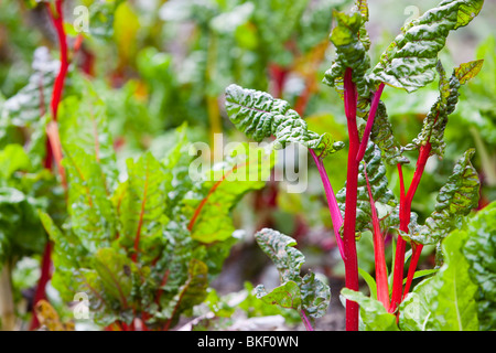 Mangold wächst in Rydal Halle Gemeinschaft Gemüsegarten auf dem Gelände des Rydal Hall in der Nähe von Ambleside, Lake District, Großbritannien. Stockfoto