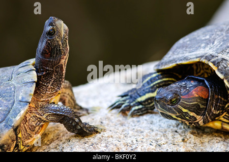 Zwei rote eared Slider Schildkröten auf Felsen sitzend Stockfoto