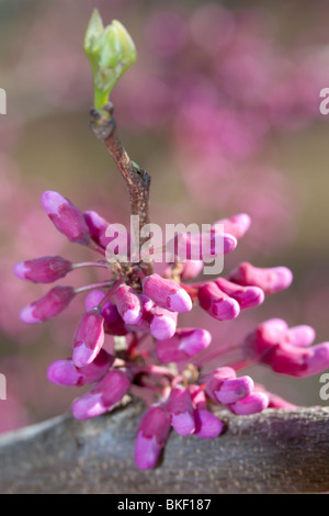 Östliche Rotknöchel (Cercis canadensis) blühend, Georgia, USA. Stockfoto