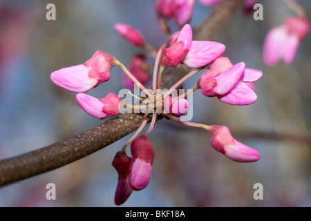 Östliche Rotknöchel (Cercis canadensis) blühend, Georgia, USA. Stockfoto