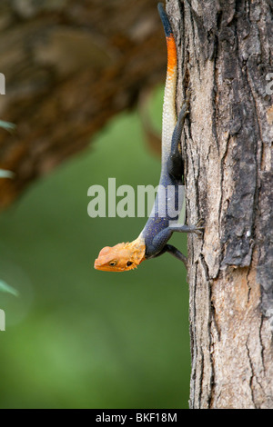 African Rainbow Agama (Agama agama), Kamerun. Stockfoto