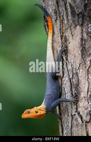 African Rainbow Agama (Agama agama), Kamerun. Stockfoto