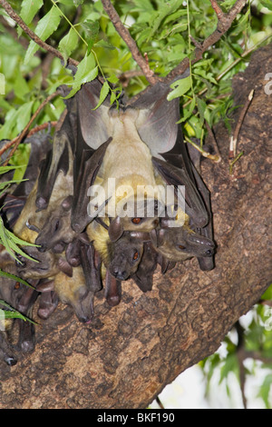 Eine Kolonie afrikanischer strohfarbener Obstfledermäuse (Eidolon helvum), Nordkamerun Stockfoto