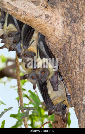 Eine Kolonie afrikanischer strohfarbener Obstfledermäuse (Eidolon helvum), Nordkamerun Stockfoto
