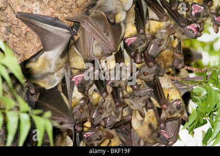 Eine Kolonie afrikanischer strohfarbener Obstfledermäuse (Eidolon helvum), Nordkamerun Stockfoto