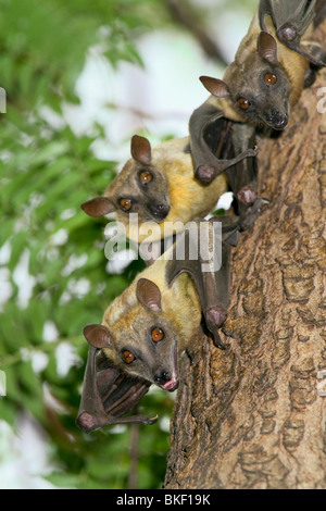 Eine Kolonie afrikanischer strohfarbener Obstfledermäuse (Eidolon helvum), Nordkamerun Stockfoto