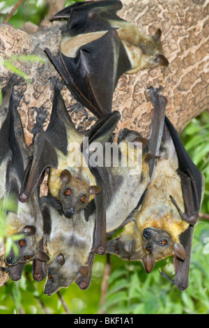 Eine Kolonie afrikanischer strohfarbener Obstfledermäuse (Eidolon helvum) in Zentralkenia Stockfoto