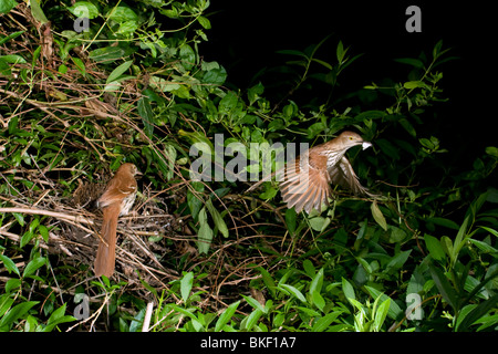 Eine Familie von Brown Thrasher (Toxostoma Rufum). Stockfoto