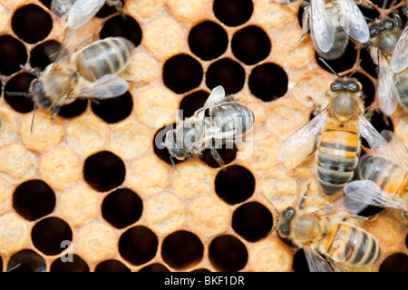 Eine Biene, die Flügel durch Angriff durch Milben Varoa in einem Bienenstock in Cockermouth, Cumbria, UK verformt hat Stockfoto