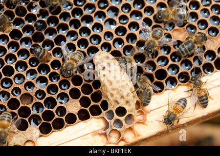 Eine Zelle in einem Bienenstock in Cockermouth, Cumbria, UK, die infiziert und durch die Varoa-Milbe beschädigt wurde. Stockfoto
