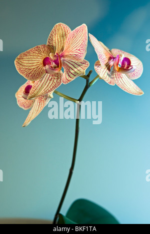 Hybrid-Orchidee in voller Blüte Stockfoto