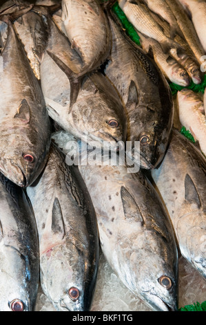 Fischen Sie auf Eis angezeigt auf dem Fischmarkt Stockfoto
