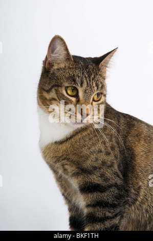 Weiblichen amerikanischen Kurzhaar Tabby Katze mit einer niedlichen Pose auf einem weißen Hintergrund. Stockfoto