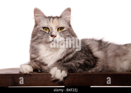 Liegende Sibirische Katze / Sibirische Katze liegend Stockfoto