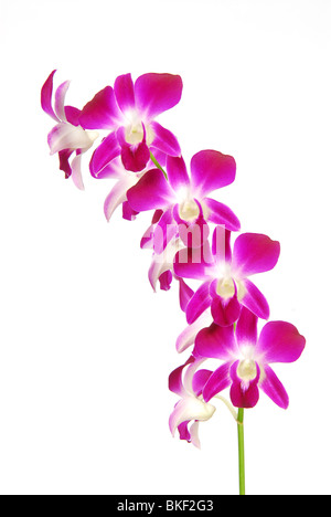 Rosa weiße Orchidee blüht auf weißem Hintergrund Stockfoto