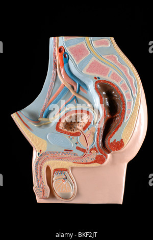 anatomisches Modell des männlichen Geschlechtsorgane Stockfoto