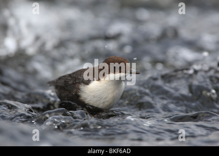 Weiße-throated Wasseramseln (Cinclus Cinclus) sucht Nahrung. Stockfoto