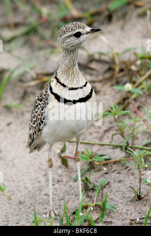 Doppel-banded Renner, Rhinoptilus africanus Stockfoto