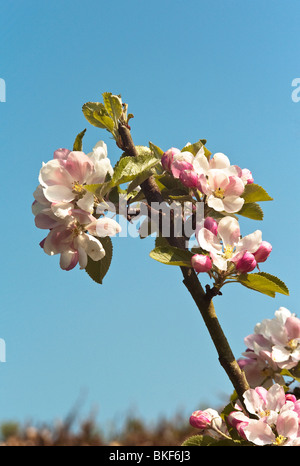 Apfelblüte 'Sunset' Vielfalt im April Stockfoto