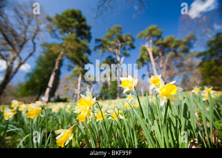 Wilde Narzissen in Doras Feld Rydal in den Lake District-UK Stockfoto