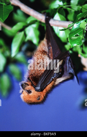 Nahaufnahme der Flughund hängen an einem Zweig Stockfoto