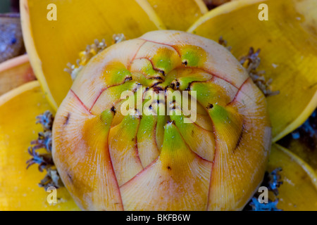 Nahaufnahme einer Banane Blume in voller Blüte Stockfoto