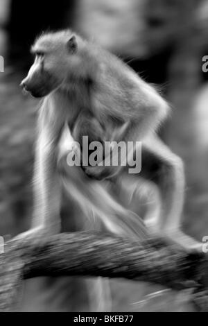 Chacma oder Cape Baboon und Kleinkind Stockfoto