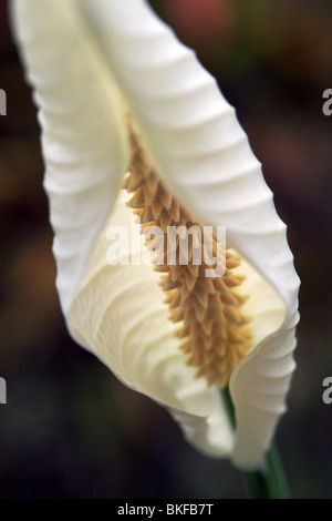 Peace Lily spathiphylum Stockfoto