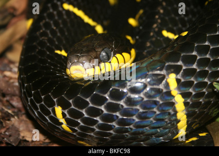 Mangrove Schlange Boiga Dendrophila Taken an Chester Zoo, UK Stockfoto