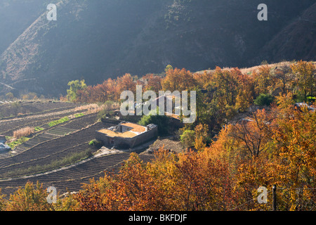 Die Obstgärten von Birnbäumen in Jinchuan wiederum ein unglaublich leuchtend rot im Herbst. Stockfoto