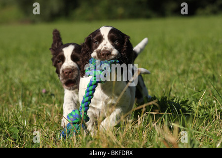 Englisch Springer Spaniel Welpen Stockfoto