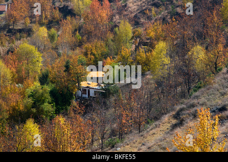 Die Obstgärten von Birnbäumen in Jinchuan wiederum ein unglaublich leuchtend rot im Herbst. Stockfoto