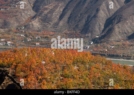 Weißen Bauernhäuser verstreut zwischen Obstgärten von Birne, die ein helles rot im Herbst in Jinchuan in China zu machen. Stockfoto