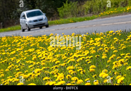 Pkw mit voller Löwenzahn Blumen am Straßenrand Rande britischen Weg Stockfoto