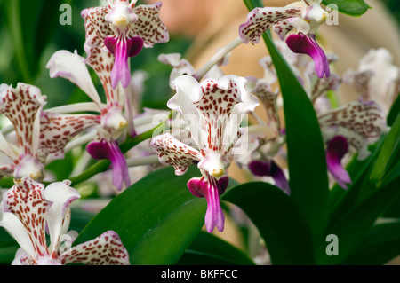 Vanda Tricolor Sauvis Orchideen Stockfoto