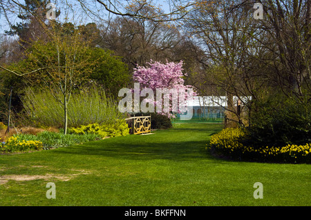 Ornamentalen blühenden Kirschbaum Prunus Accolade In voller Blüte RHS Wisley Gärten Surrey England Stockfoto