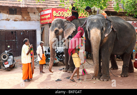 Mahouts bereiten ihre Elefanten Parade in einem Tempelfest in Varkala, Kerala, Indien. Stockfoto