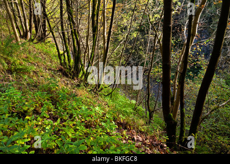 Bäume im Herbst beim Chee Dale in der Nähe von Bakewell im Peak District Nationalpark Derbyshire England UK Stockfoto