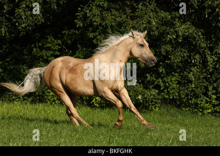 Galoppierendes Quarter Horse / Quarter Horse Galopp Stockfoto