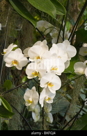 Orchideen Phalaenopsis Tokio Stockfoto